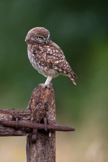 Little owl (Athene noctua), Vechta, Lower Saxony, Germany