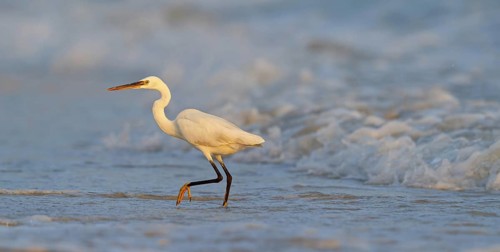 Heron, (Egretta gularis), heron family, biotope, habitat, waters, foraging, animals, birds, Raysut,