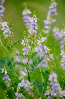 Goat's-rue (Galega officinalis), Rhineland-Palatinate, Germany
