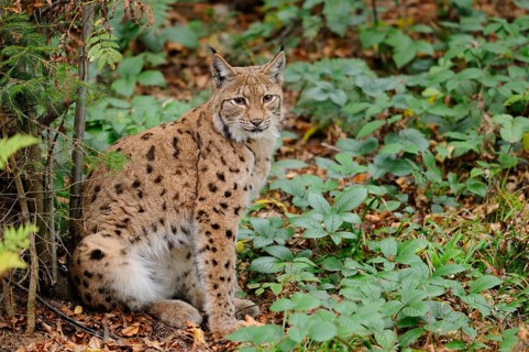 A sitting lynx next to a shrub in autumn forest, Eurasian lynx (Lynx lynx), Bavarian Forest