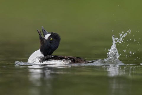 Barrow's Goldeneye (Bucephala islandica) male, Alaska, USA