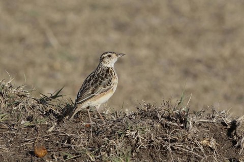 Rufous-naped Lark (Mirafra africana), Masai Mara, Kenya