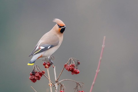 Bohemian Waxwing (Bombycilla garrulus), North Rhine-Westphalia, Germany