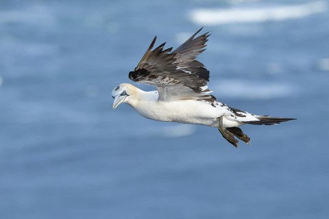 Northern Gannet (Morus bassanus) flying, Schleswig-Holstein, Germany