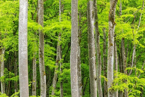 Beech (Fagus), beech family (Fagaceae), forest, fresh greenery, Leibertingen, Upper Danube nature