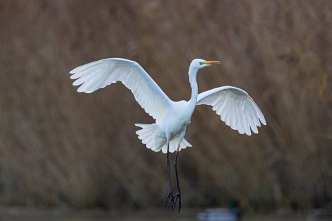 Great White Egret (Egretta alba) Germany