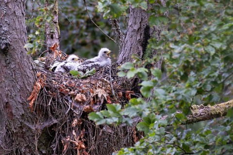 European Honey Buzzard (Pernis apivorus) chicks in nest, Hesse, Germany