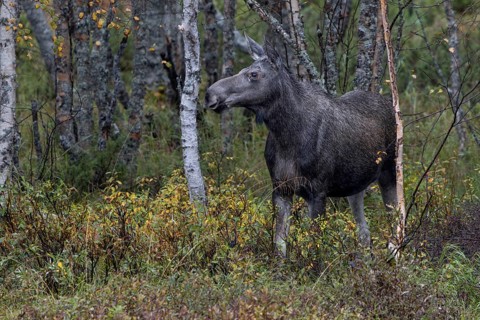 One of two elk siblings (Alces alces) from the previous year steps out of the birch forest onto the