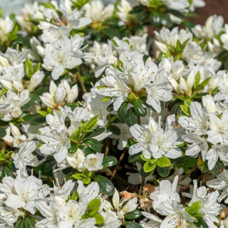 Japanese azalea (Rhododendron 'Kermesina Alba'), Rhodo 2014, Germany