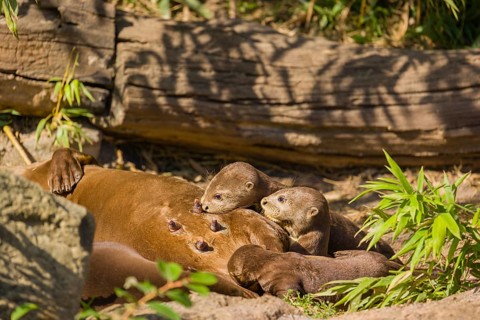 A female giant otter or giant river otter (Pteronura brasiliensis) nurses her young and plays with