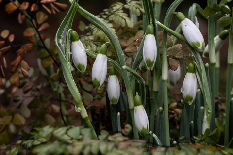 Snowdrop (Galanthus nivalis) and maidenhair fern (Adiantum venustum), Emsland, Lower Saxony,
