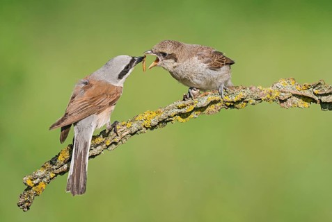 Red-backed Shrike (Lanius collurio) male feeding young, Aosta Valley, Italy