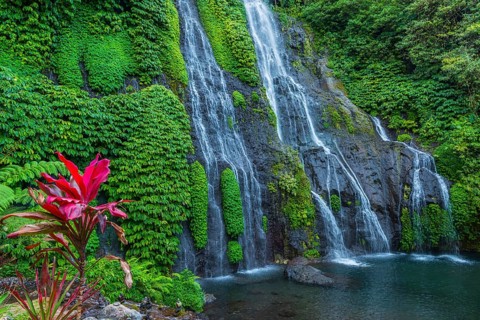 Banyumala twin waterfalls, club lily (Cordyline fructosia), tropical plant, flower, red, waterfall,