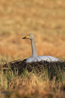 Whooper Swan (Cygnus cygnus) nest, Trollhaettan, Sweden