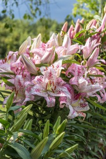 Lily (Lilium 'Solution'), Pruhonice Dendrological Garden, Czech Republic