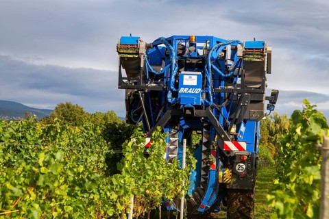 Harvesting Pinot Blanc grapes in the Palatinate
