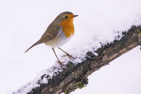 European robin (Erythacus rubecula) Germany