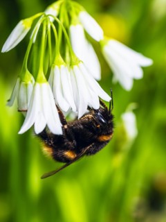 Bumblebee on Three-Cornered Leek, Snowbell, Allium triquetrum in forest at spring time