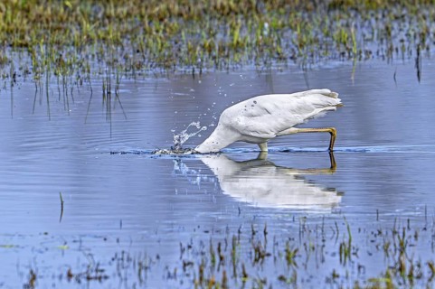 Great white egret, great egret (Ardea alba) non-breeding adult spearing fish with beak in shallow