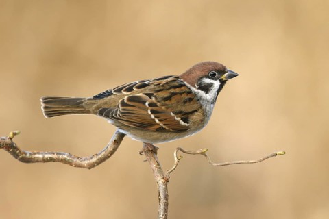 Eurasian Tree Sparrow (Passer montanus), Utrecht, Netherlands