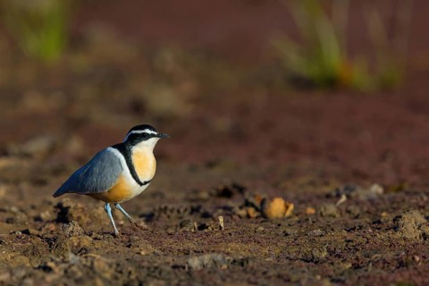 Crocodile-bird, (Pluvianus aegytpticus), Crocodile-bird, Egyptian Plover, Pluvian fluviatile,