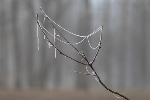 Frost on the plant in winter. Krasnodar. Russia