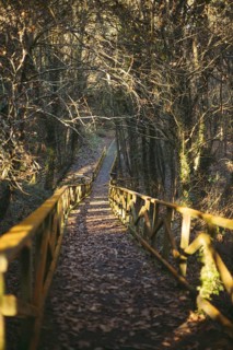 A serene wooden path surrounded by trees in an autumn forest in Galicia, Spain. Fallen leaves cover