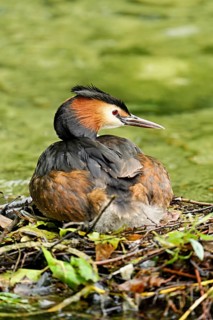 Great Crested Grebe (Podiceps Scalloped ribbonfish), sitting on nest, Canton Zug, Switzerland