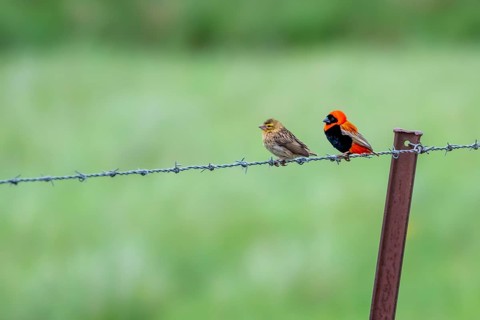 Bishop's weaver (Euplectes gierowii), male and female on a fence, South Africa