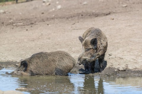 Two adult wild boar or wild pig (Sus scrofa) entering a small pool to cool down