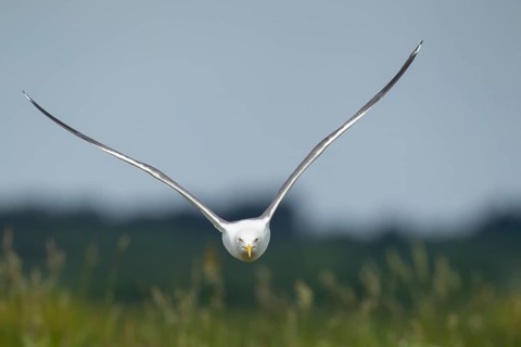 Lesser black-backed gull (Larus fuscus) adult seagull bird aggresive pose in flight, Suffolk,