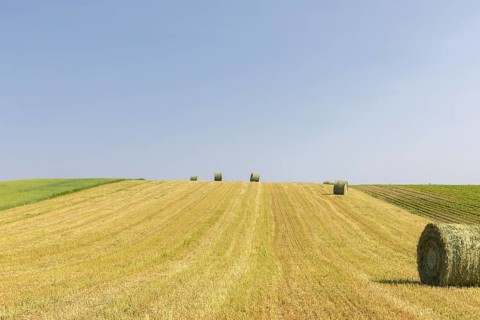 Field of harvested wheat crop with blue sky