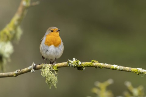 European robin (Erithacus rubecula) adult bird on a tree branch, England, United Kingdom