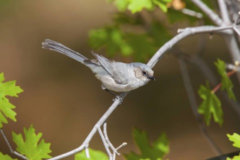 Bushtit Psaltriparus minimus Huachuca Mountains, Cochise County, Arizona, United States 17 May