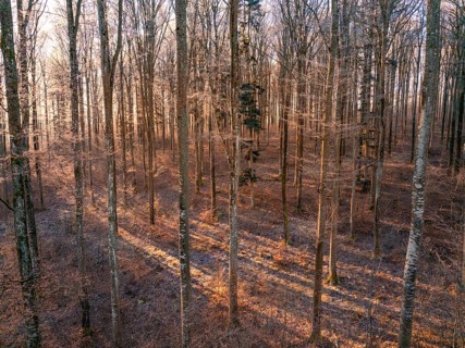 Barren winter forest interspersed with sunbeams creating a warm atmosphere, Gechingen, Hecken und