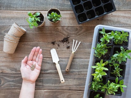 Hand holding seeds with gardening tools and young plants on a wooden table