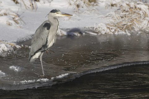 Grey Heron (Ardea cinerea), Saxony, Germany