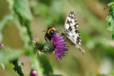 Marbled white (Melanargia galathea), bumblebee, July, Saxony-Anhalt, Germany