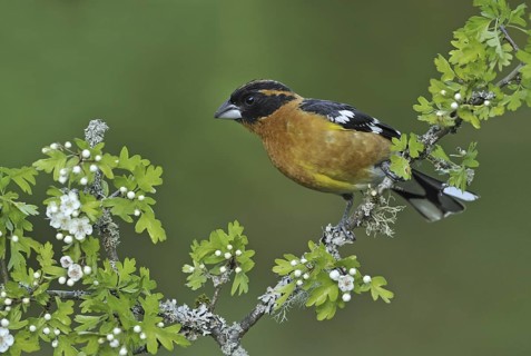 Black-headed Grosbeak (Pheucticus melanocephalus) male, British Columbia, Canada