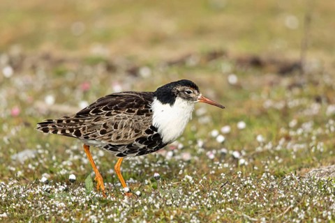 Ruff (Calidris pugnax) male, Oeland, Sweden