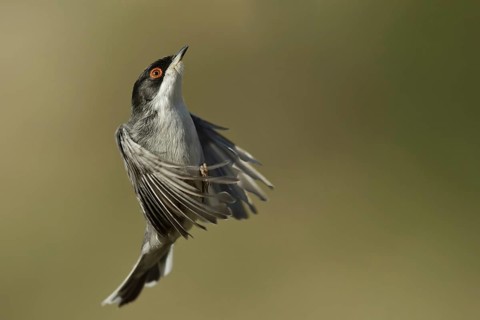 Sardinian Warbler (Sylvia melanocephala) male flying, Liguria, Italy