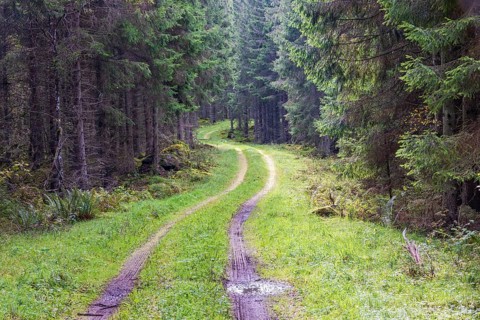 Winding dirt road in a spruce forest with tire tracks in the water puddles