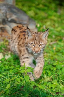 A young Eurasian lynx (Lynx lynx) sits on a meadow, stalking something