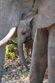 African elephant (Loxodonta africana), young animal among other elephants, Kruger National Park,