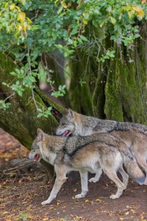 Two adult male eurasian gray wolves (Canis lupus lupus) standing in front of an old split tree at a