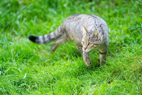European wildcat (Felis silvestris silvestris) on a meadow, Hesse, Germany