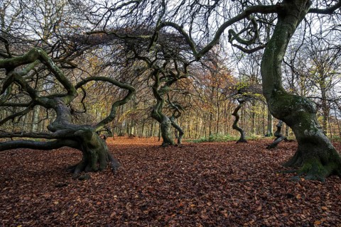 Süntelbuchen (Fagus sylvatica), cripple beeches, Hexenwald, Semper Forest Park, near Lietzow,