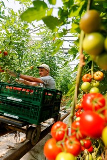 Wittichenau, Oberlausitz, Saxony, Germany - Tomato harvest on the family-run Domanja farm and