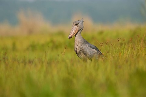 Shoebill (Balaeniceps rex), Uganda