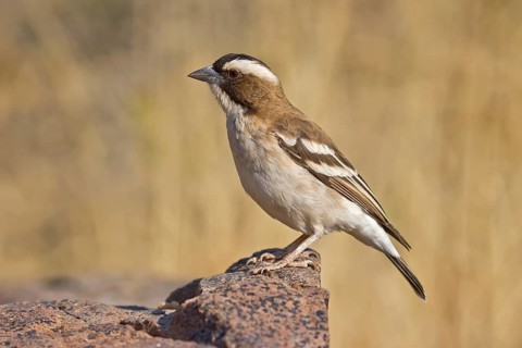 White-browed Sparrow-Weaver (Plocepasser mahali) perched on a stone, Ethosha, Namibia